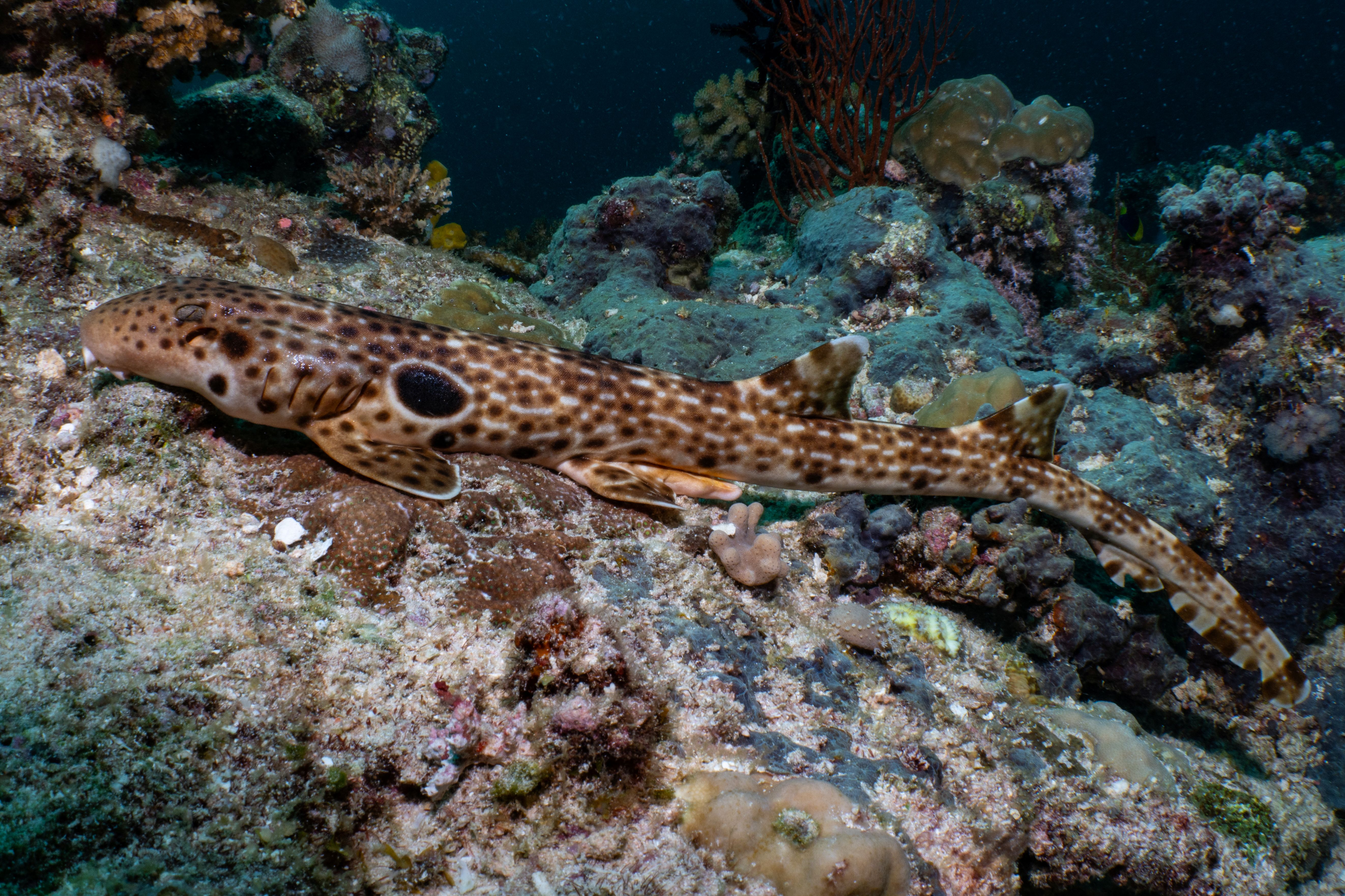 H. Dudgeonae on the seabed H. Dudgeonae on the seabed